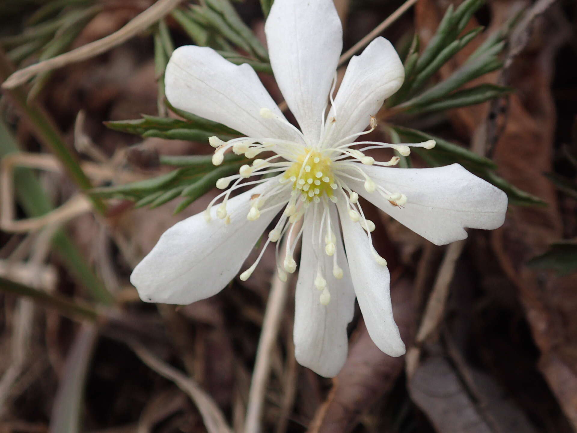 Image of Anemone amurensis Korshinsky