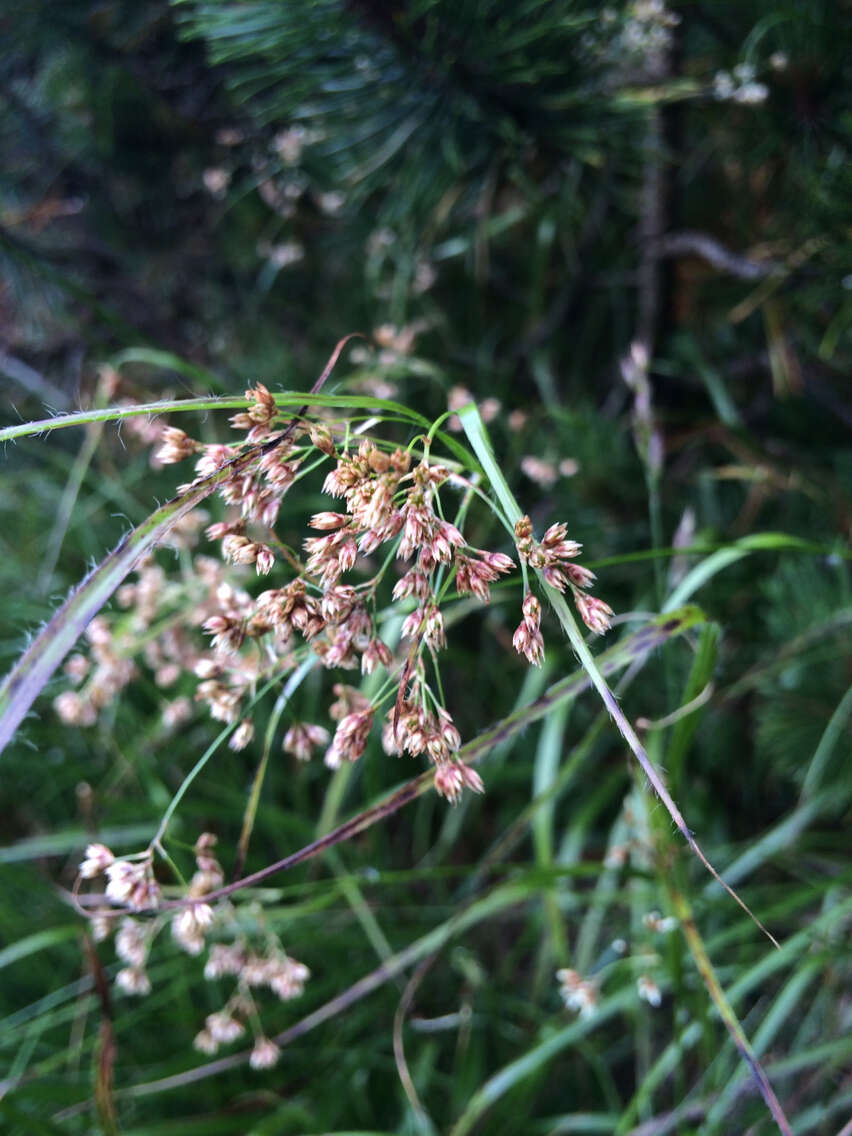 Image of oakforest woodrush