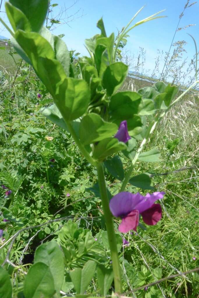 Imagem de Vicia sativa subsp. sativa