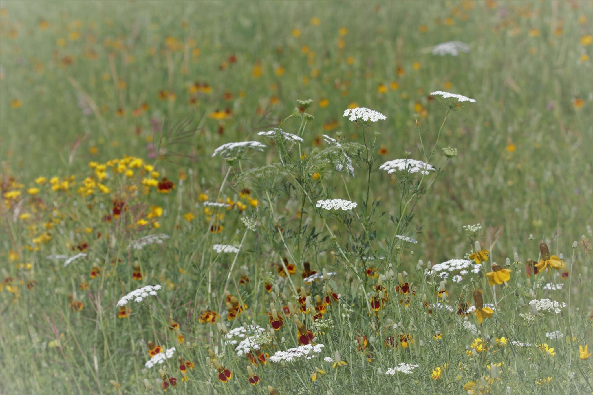 Image of Ammi majus L.