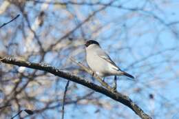 Image of Baikal Bullfinch