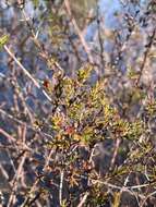 صورة Hypericum brachyphyllum (Spach) Steud.