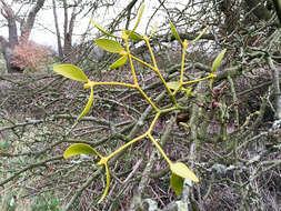 Image of European mistletoe