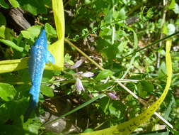 Image of California milkwort