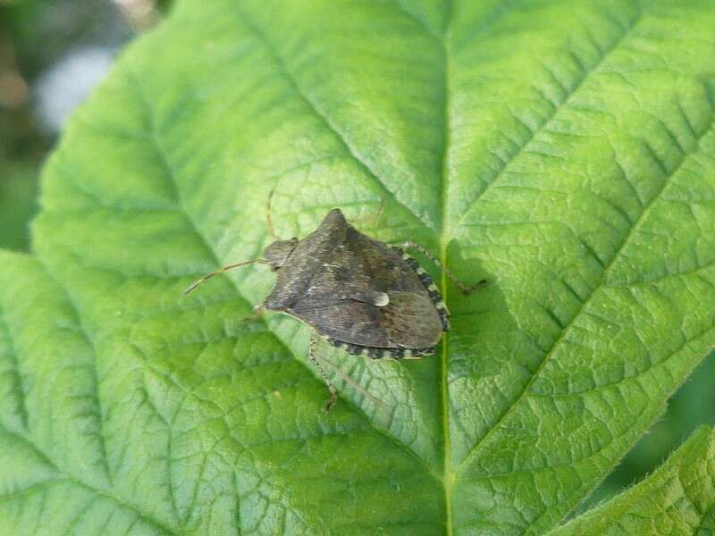 Image of Dusky Stink Bug