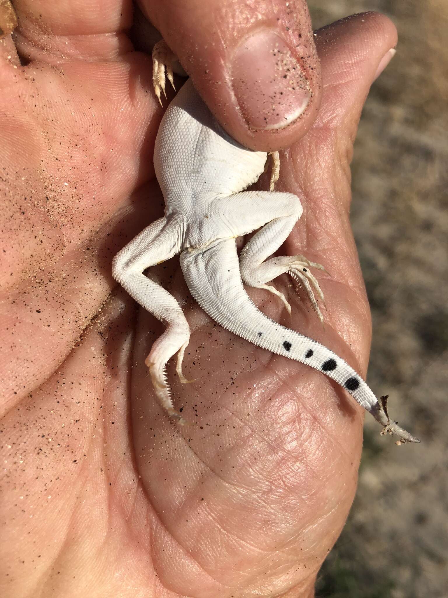 Image of Coachella Valley Fringe-toed Lizard