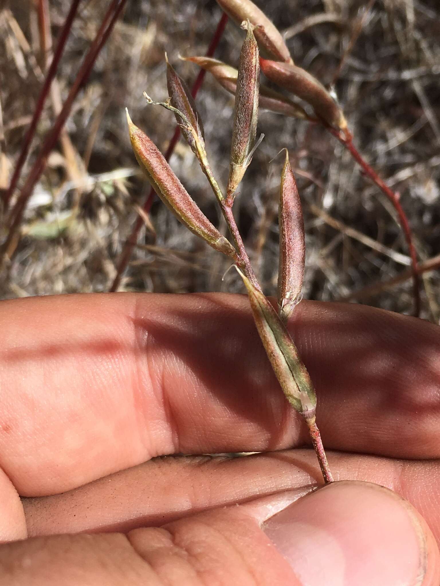 Sivun Astragalus obscurus S. Wats. kuva