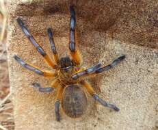 Image of Harpactira pulchripes Pocock 1901