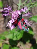 Image of Zygaena angelicae Ochsenheimer 1808