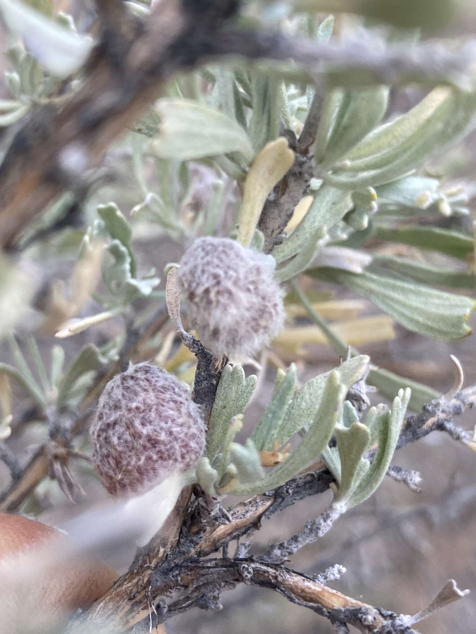 Imagem de Rhopalomyia hirtipomum Gagne 1985