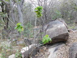 Sivun Jatropha malacophylla Standl. kuva