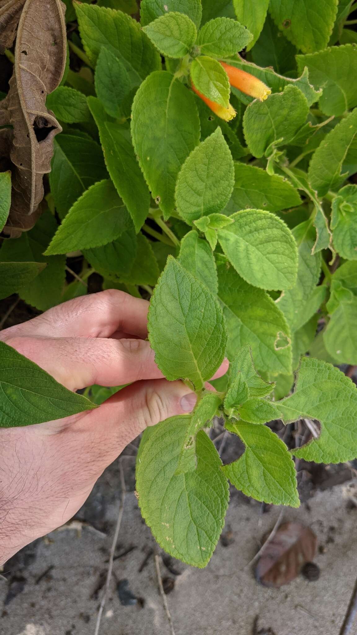 Image of Kohleria tubiflora (Cav.) Hanst.