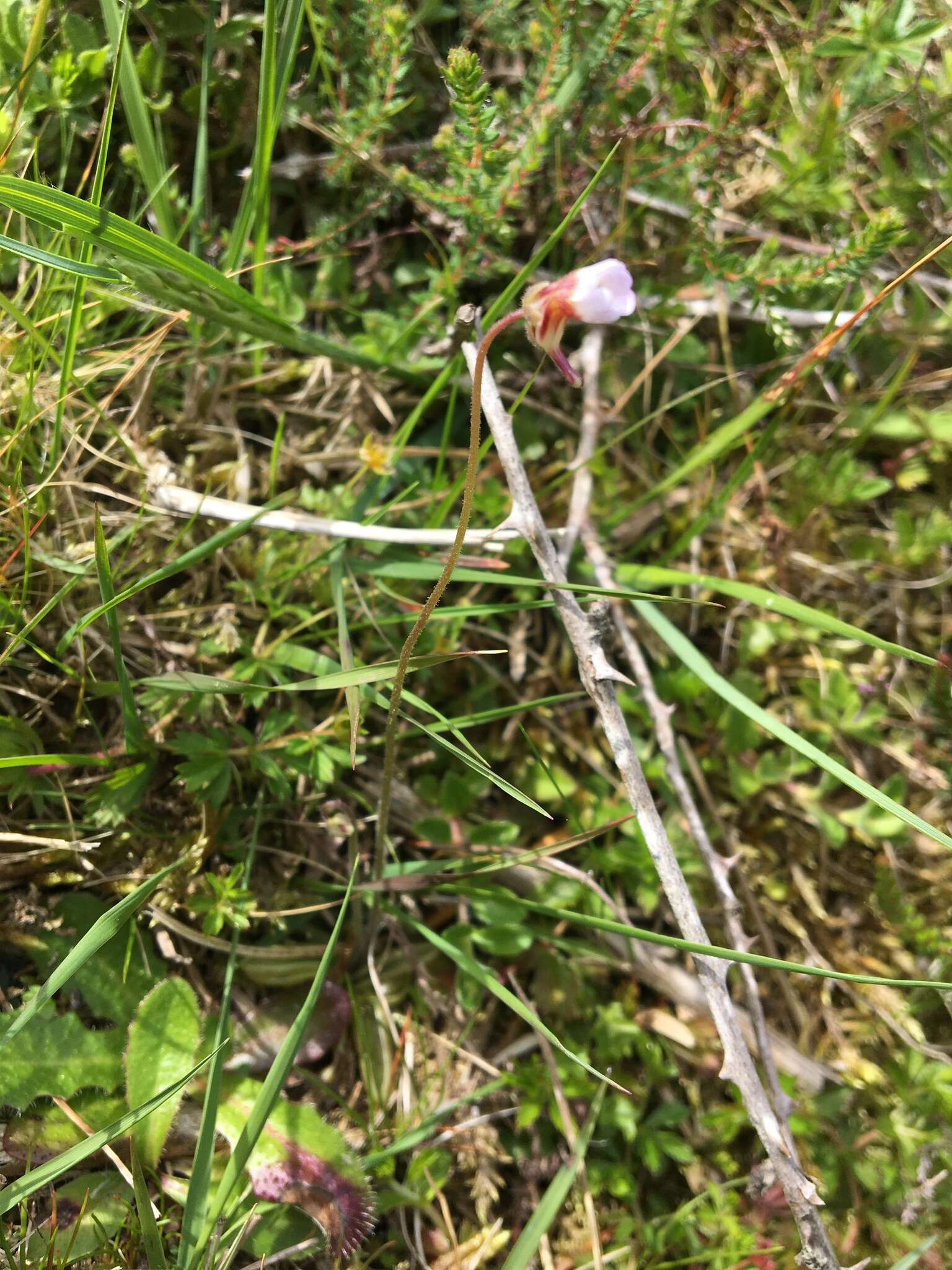 Image of Pinguicula lusitanica L.