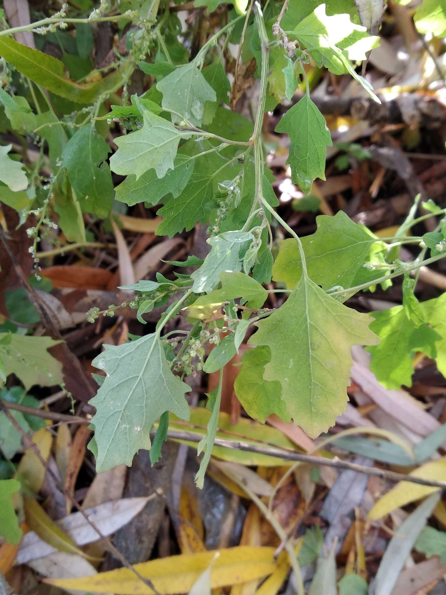 Chenopodium ucrainicum的圖片