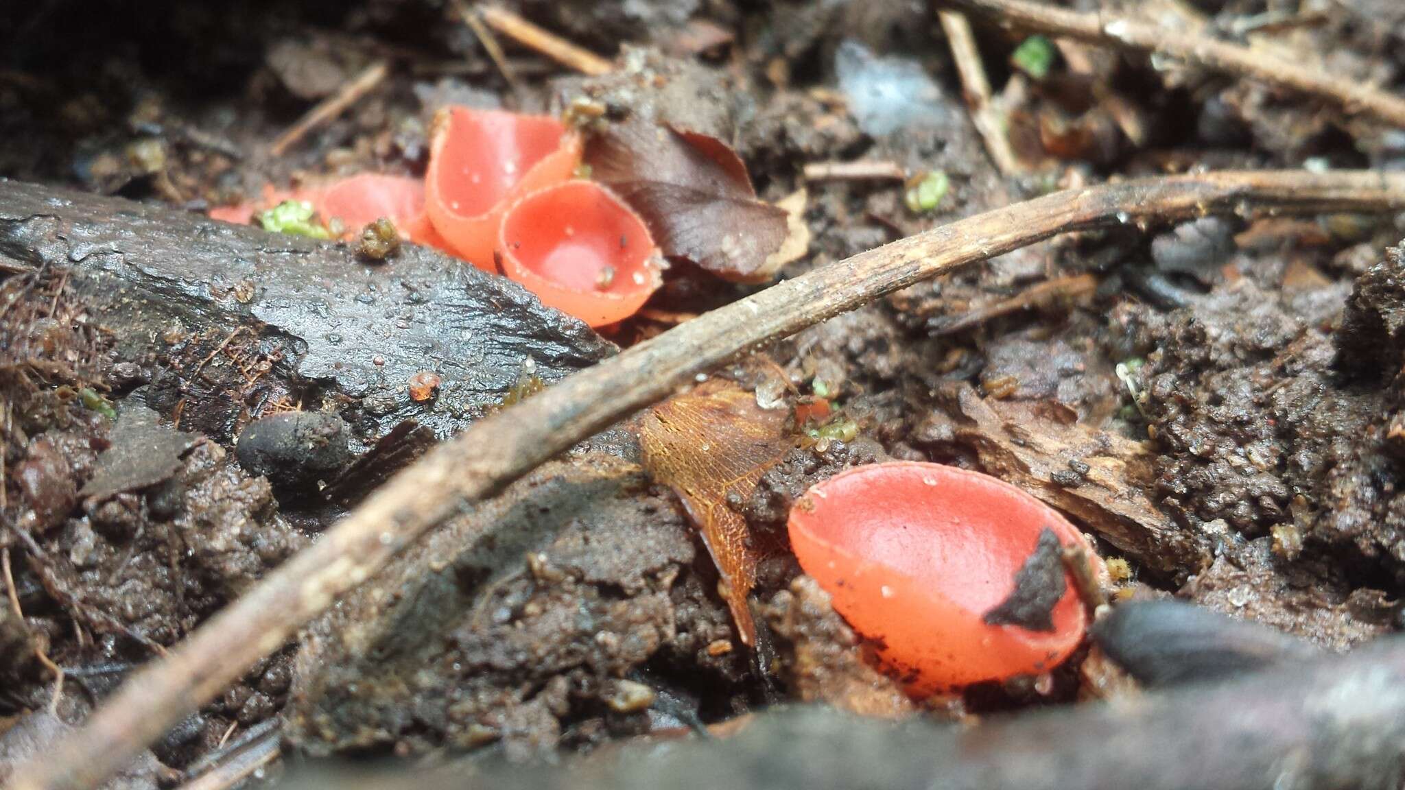 Sivun Sarcoscypha occidentalis (Schwein.) Sacc. 1889 kuva