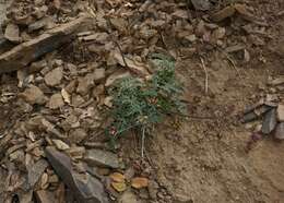 Image of Mt. Hamilton desertparsley