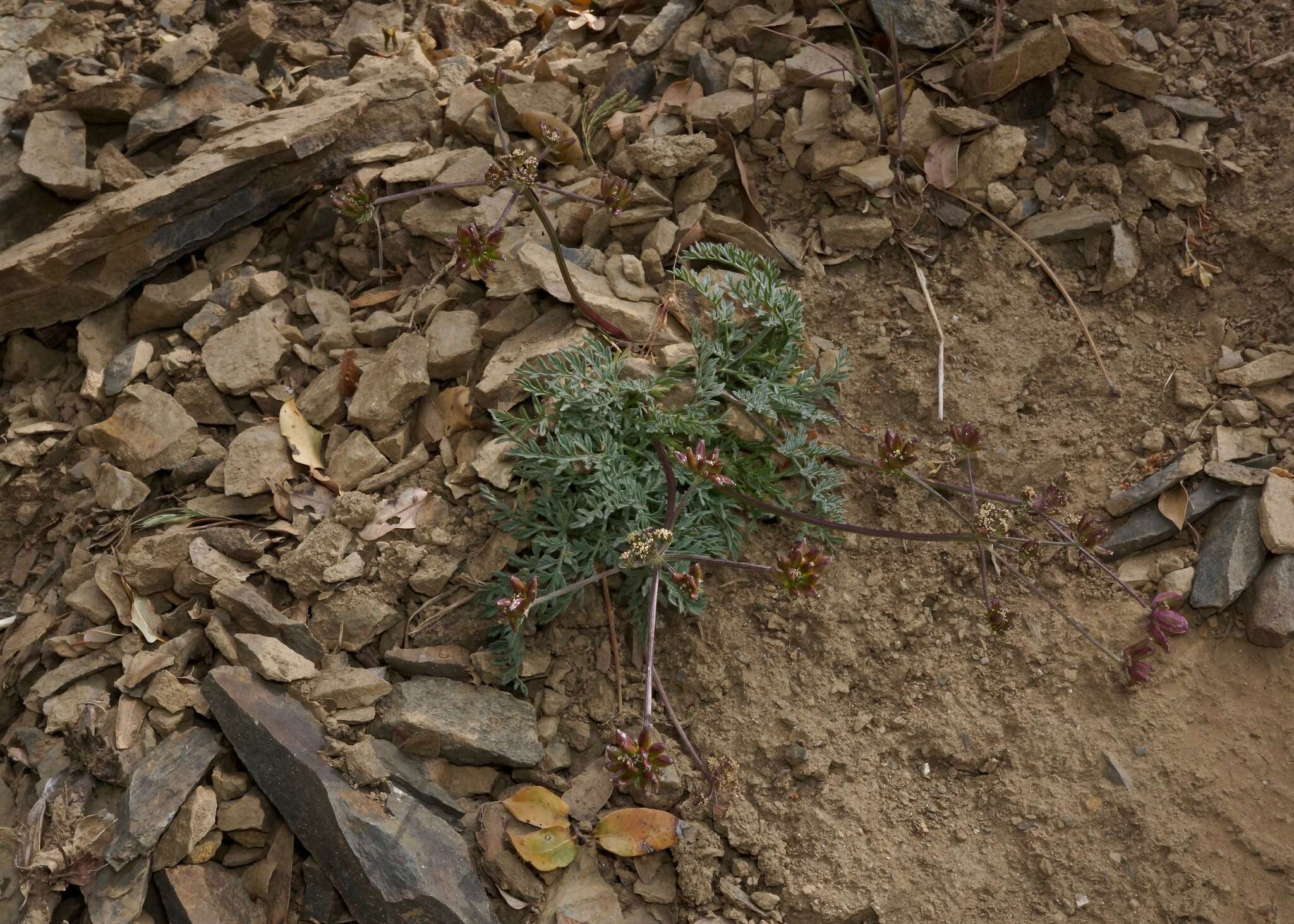 Imagem de Lomatium observatorium L. Constance & B. Ertter