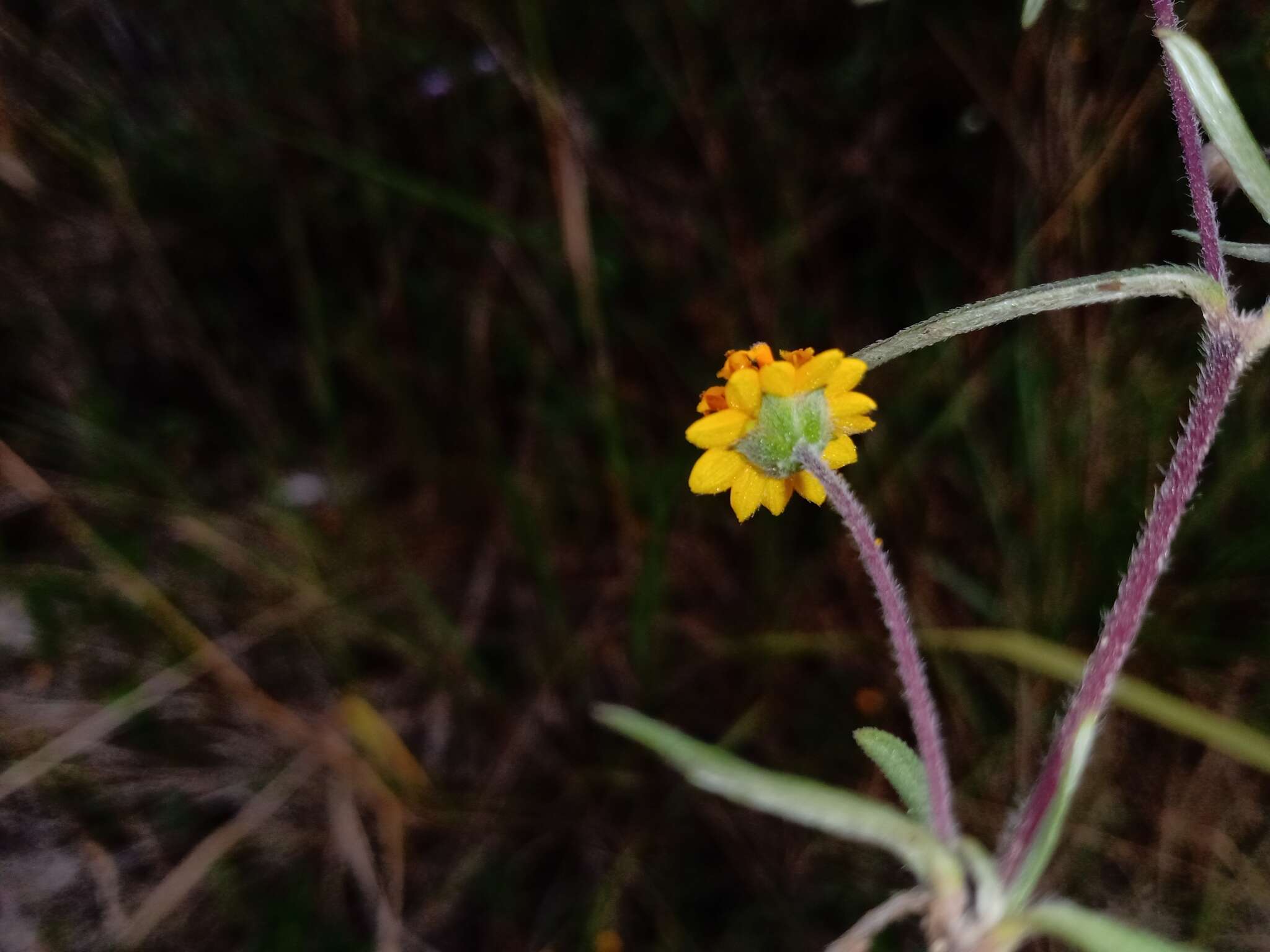 Image of Melampodium americanum L.