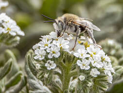 Imagem de Anthophora pulverosa Smith 1854