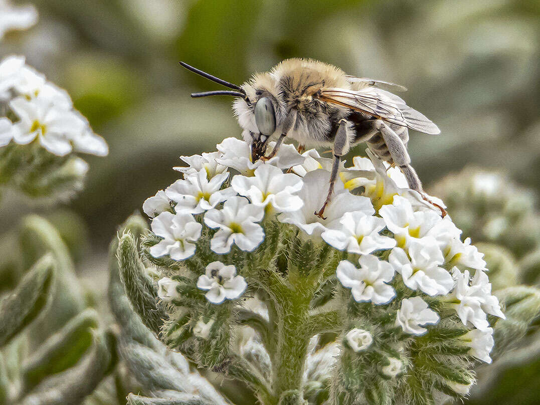 Sivun Anthophora pulverosa Smith 1854 kuva