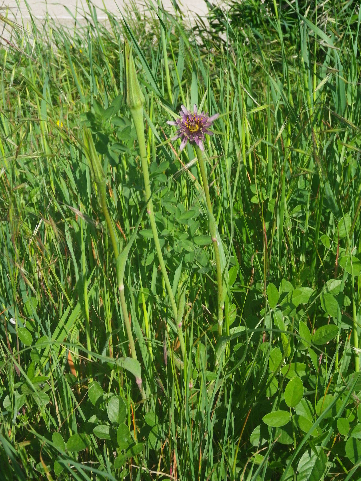 Image of Tragopogon porrifolius subsp. porrifolius