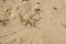Image of curved sicklegrass
