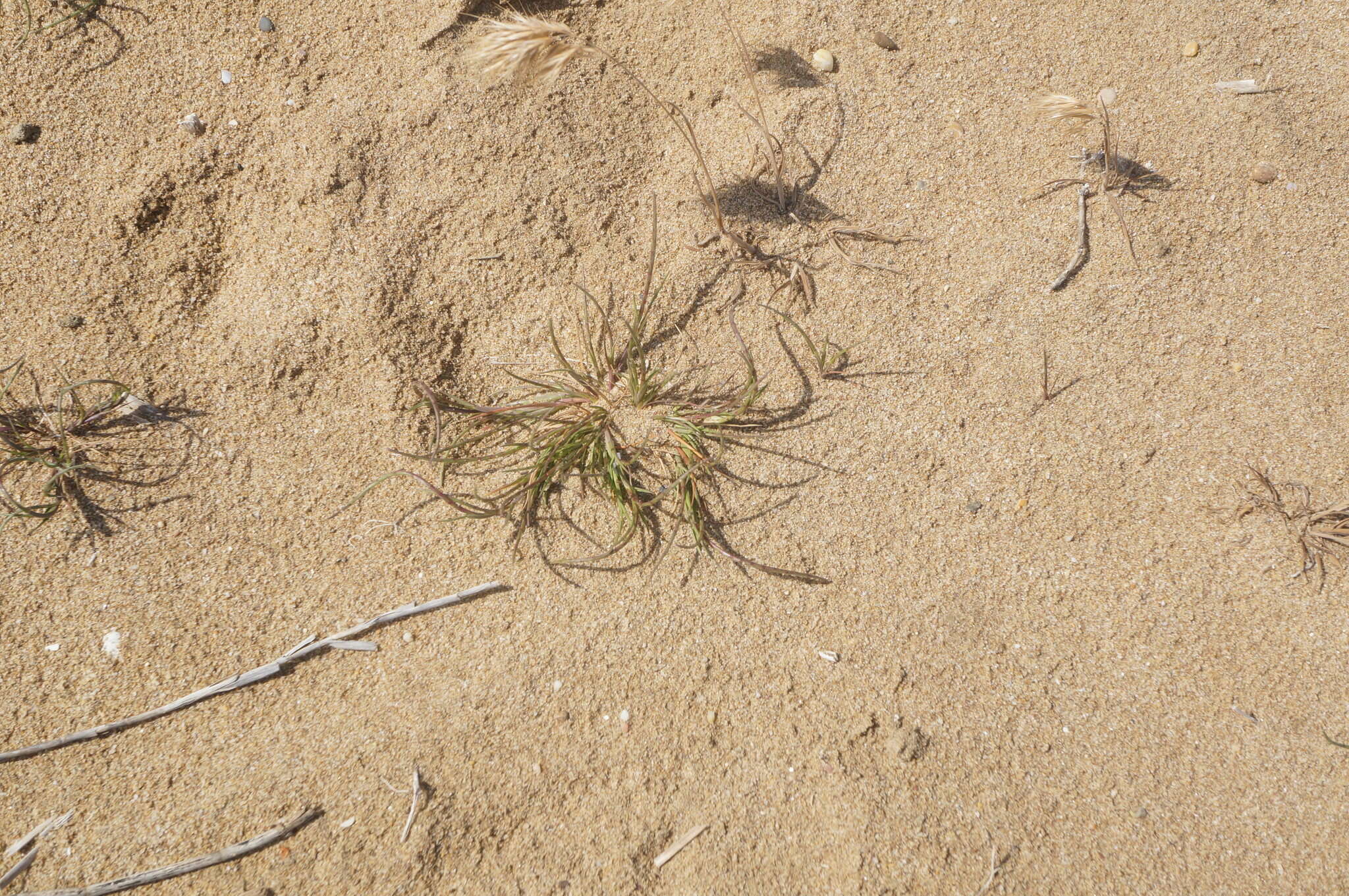 Image of curved sicklegrass