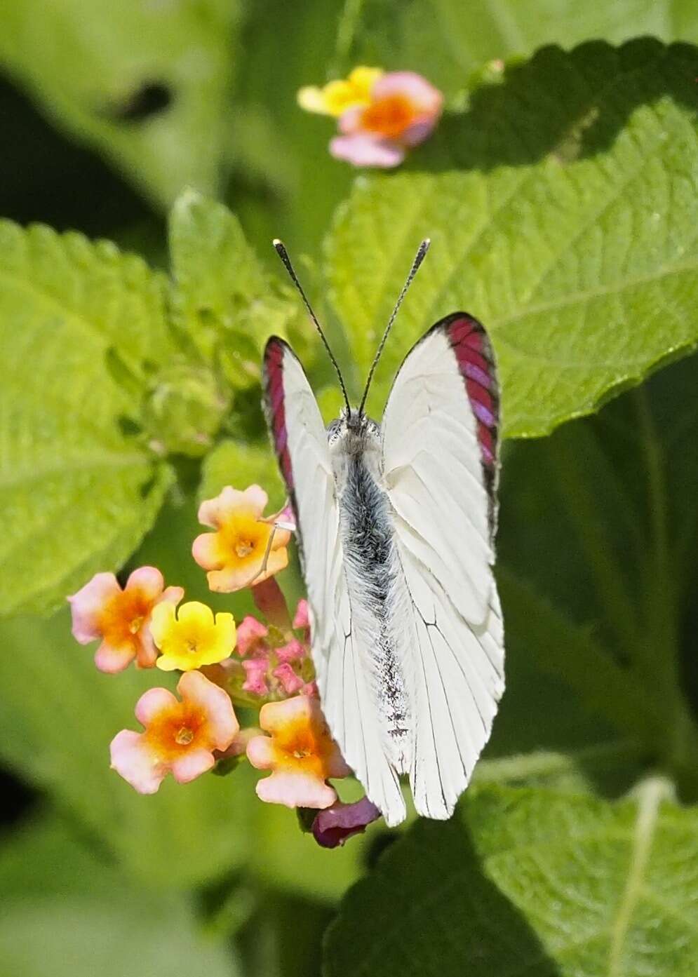 Image of Bushveld Purple Tip