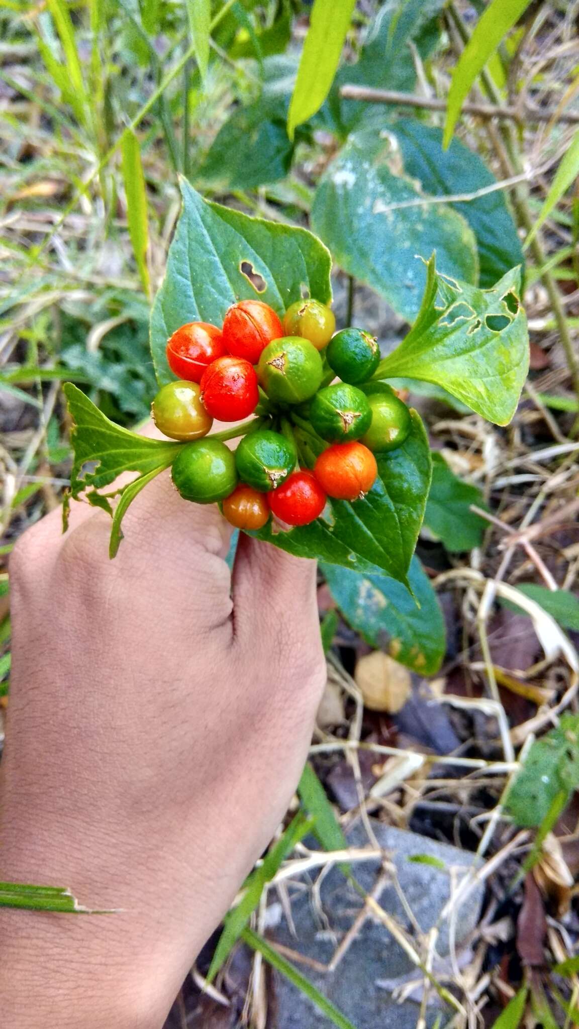 Sivun Tacca palmata Blume kuva