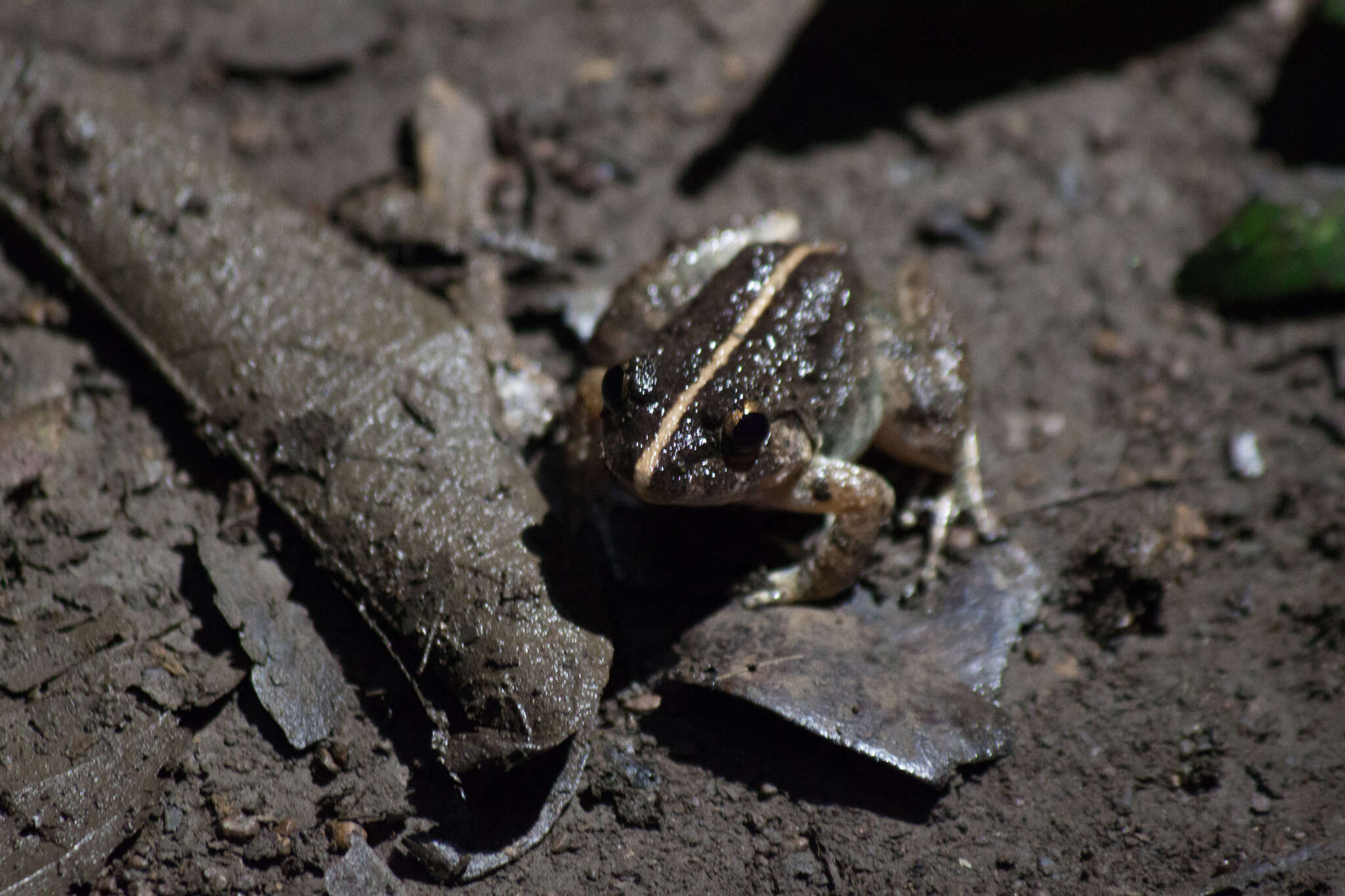 Image of Limnonectes poilani (Bourret 1942)