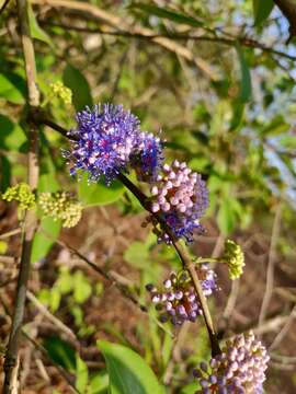 Image of Memecylon umbellatum Burm. fil.