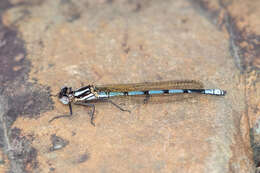 Image of Kubusi stream damsel