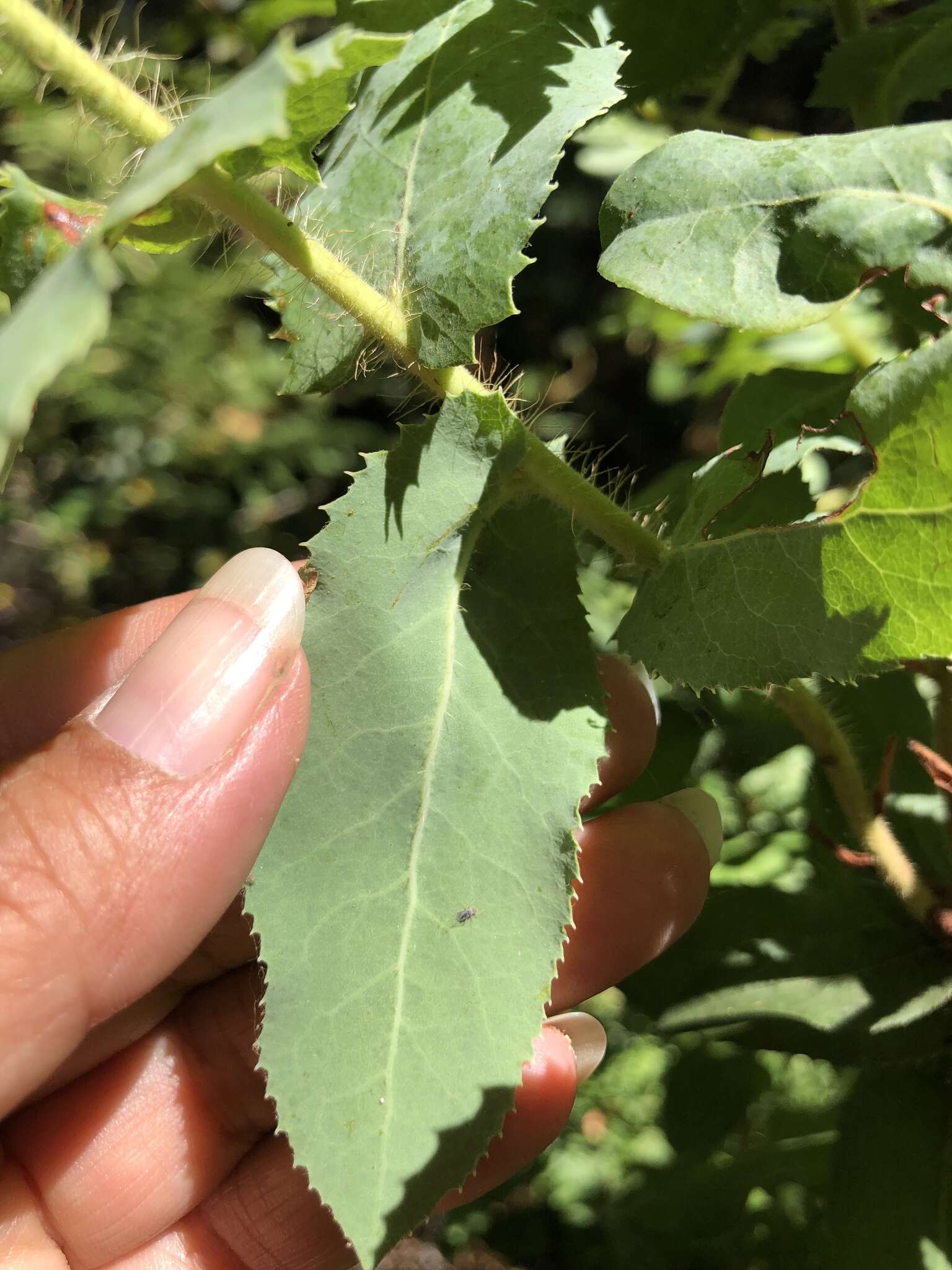 Слика од Arctostaphylos andersonii A. Gray