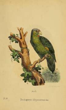 Image of Golden-winged Parakeet