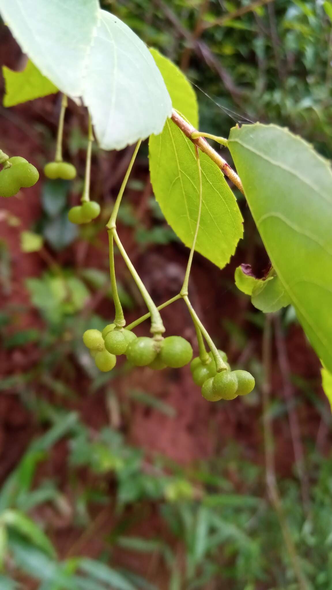 Image of White raisin