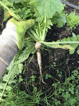 Image of cultivated radish