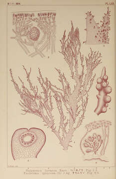 Image of Algae