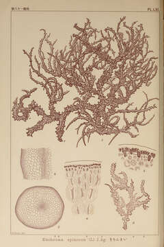 Image of Algae