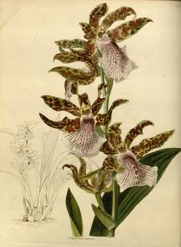 Image of orchid