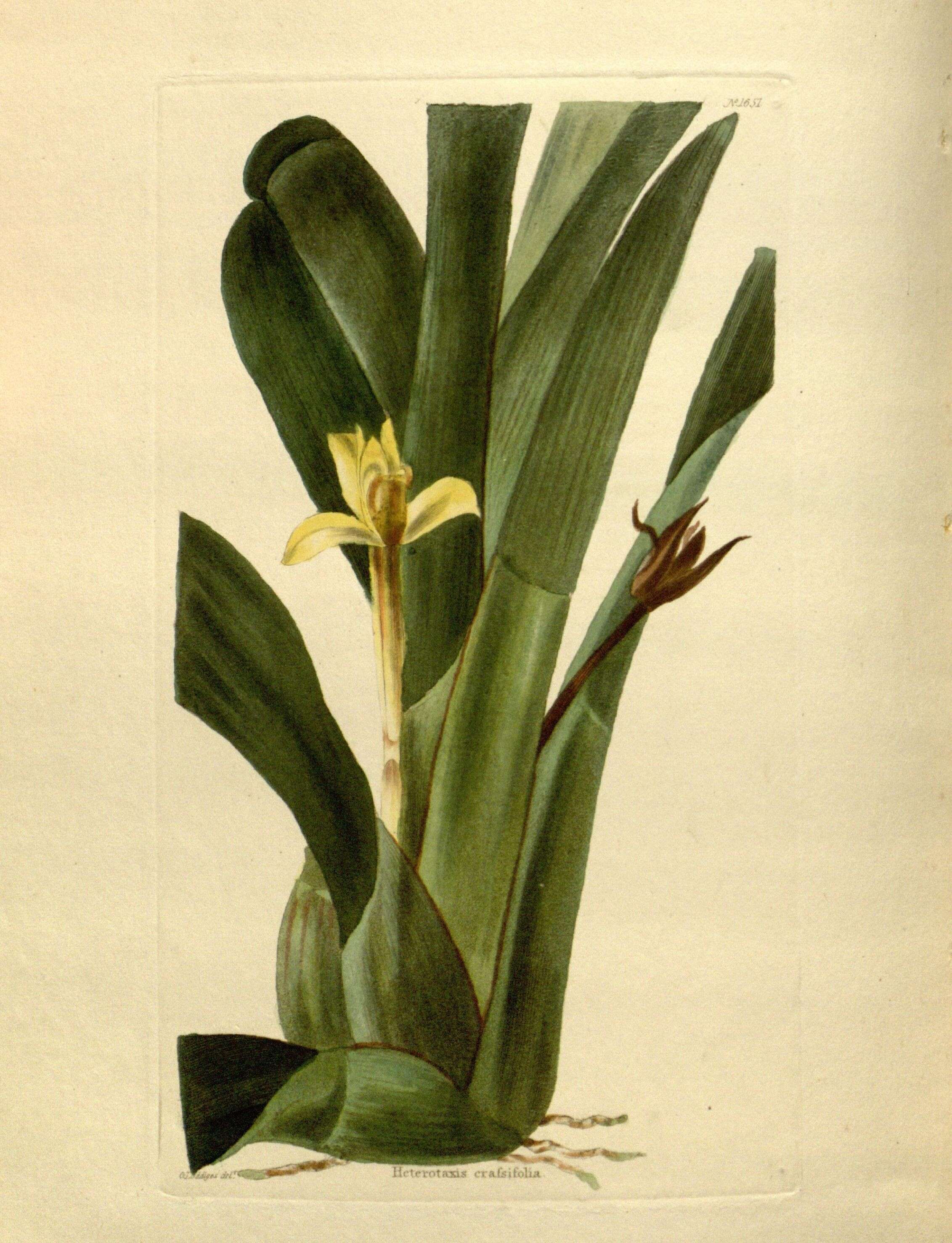 Image of Hidden orchid