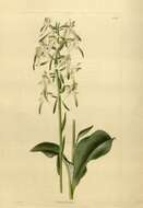 Image of lesser butterfly-orchid