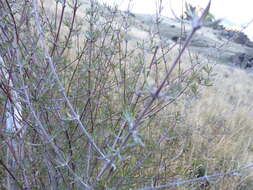 Image of Olearia virgata var. lineata Kirk