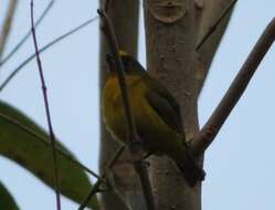 Image of Bronze-green Euphonia