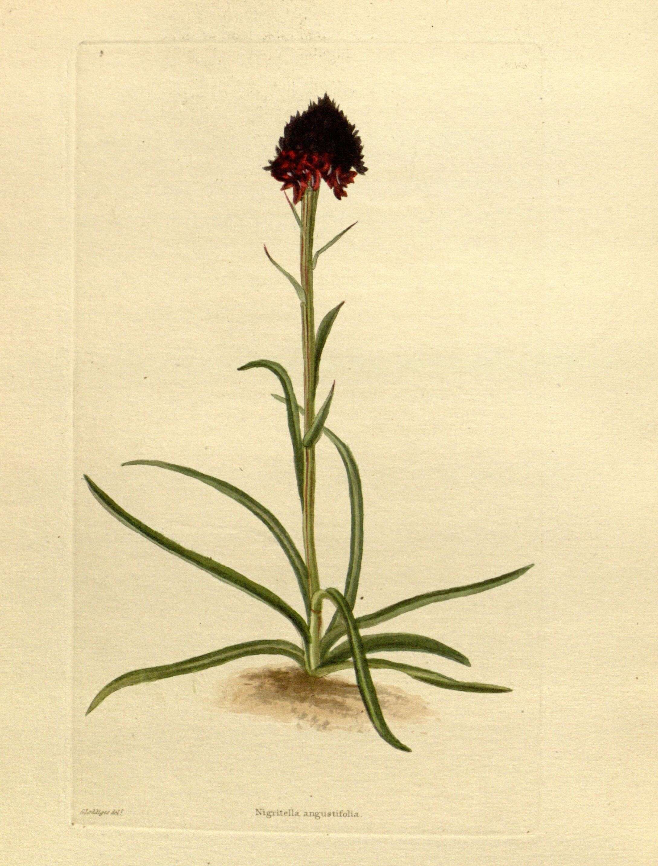 Image of Black Vanilla Orchid