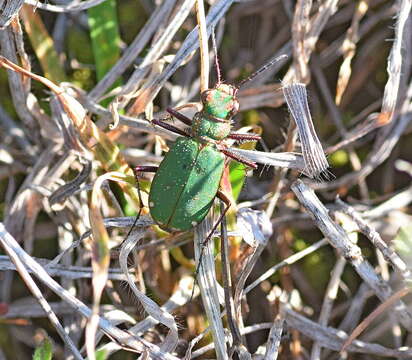 Image of Cicindela (Cicindela) campestris olivieria Brullé 1832