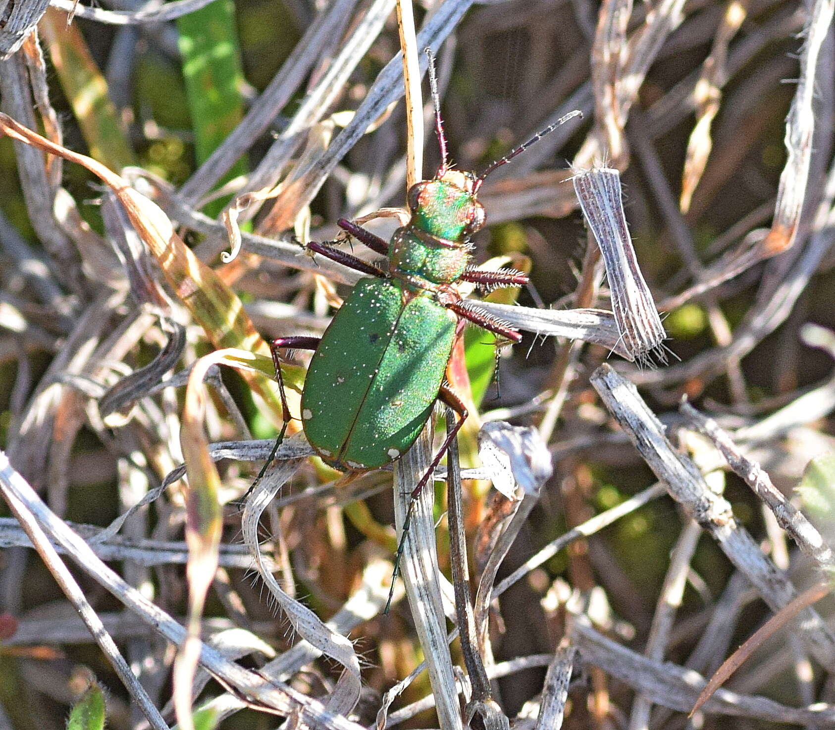 Sivun Cicindela (Cicindela) campestris olivieria Brullé 1832 kuva