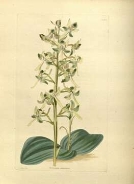 Platanthera orbiculata (Pursh) Lindl. resmi