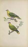 Image of Crimson-crowned Fruit Dove