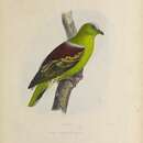 Image of Buru Green Pigeon