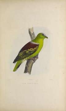 Image of Buru Green Pigeon